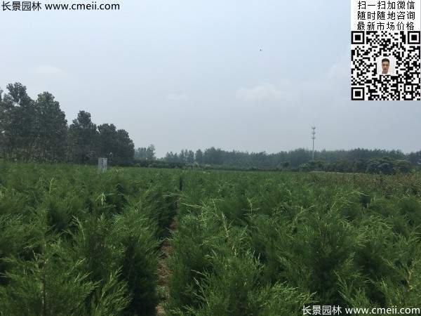 高度1米1.2米蜀桧精品苗优惠价格出售 高度1米1.2米蜀桧精品苗优惠价格出售
