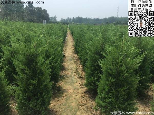 高度1米1.2米蜀桧精品苗优惠价格出售 高度1米1.2米蜀桧精品苗优惠价格出售