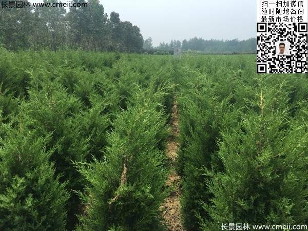 高度1米1.2米蜀桧精品苗优惠价格出售