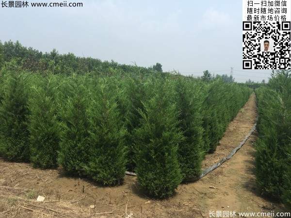 高度1米1.2米蜀桧精品苗优惠价格出售 高度1米1.2米蜀桧精品苗优惠价格出售