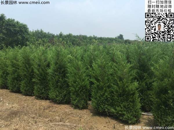 高度1米1.2米蜀桧精品苗优惠价格出售 高度1米1.2米蜀桧精品苗优惠价格出售