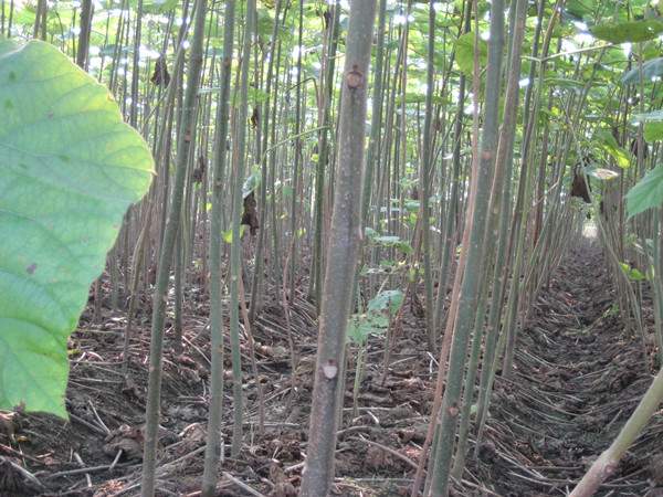 泡桐树图片泡桐树基地实拍