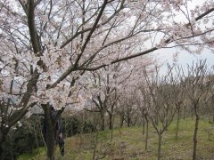 染井吉野樱花