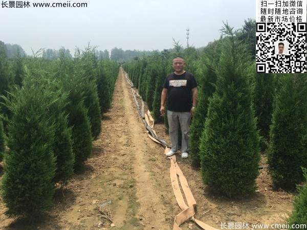 公路绿化植物常绿松柏圆柏图片 公路绿化植物常绿松柏圆柏图片