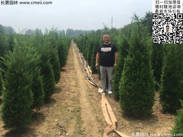 公路绿化植物常绿松柏圆柏图片