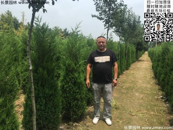 公路绿化植物常绿松柏圆柏图片