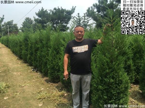 公路绿化植物常绿松柏圆柏图片