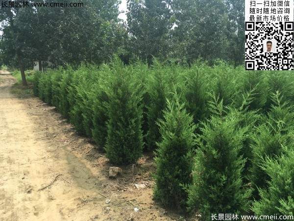 公路绿化植物常绿松柏圆柏图片