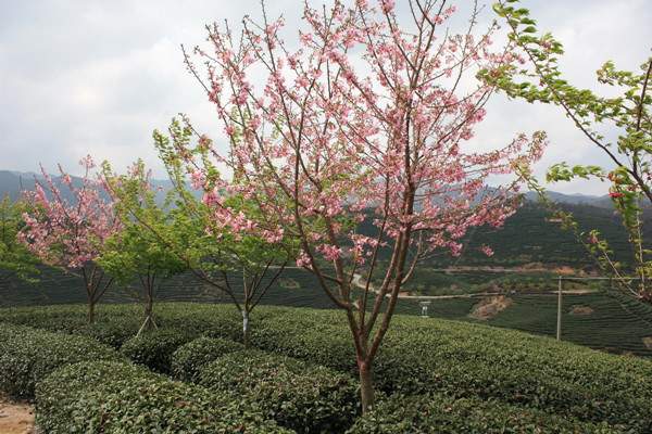 山樱花--长景园林