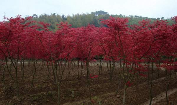 日本红枫--长景园林