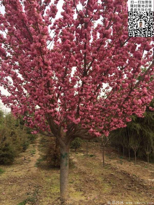 日本樱花图片沭阳日本樱花基地