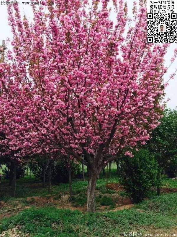 日本樱花图片沭阳日本樱花基地