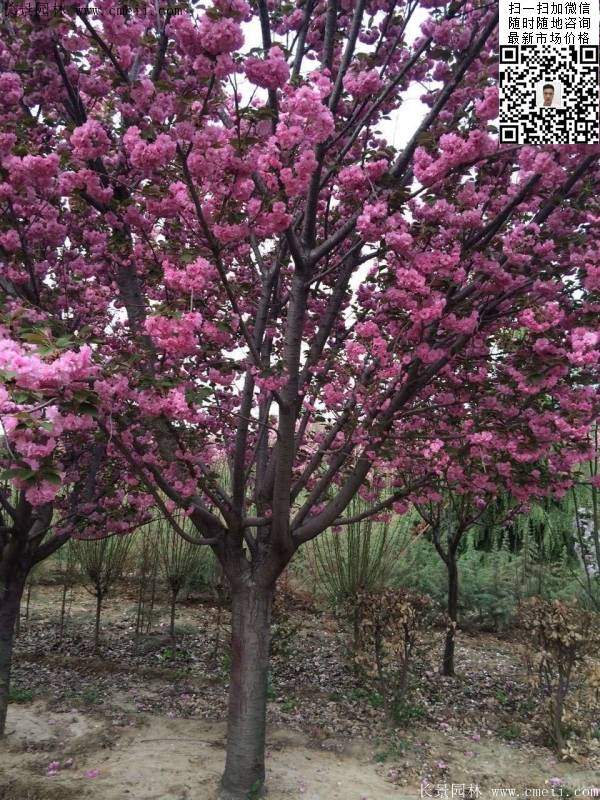 日本樱花图片沭阳日本樱花基地