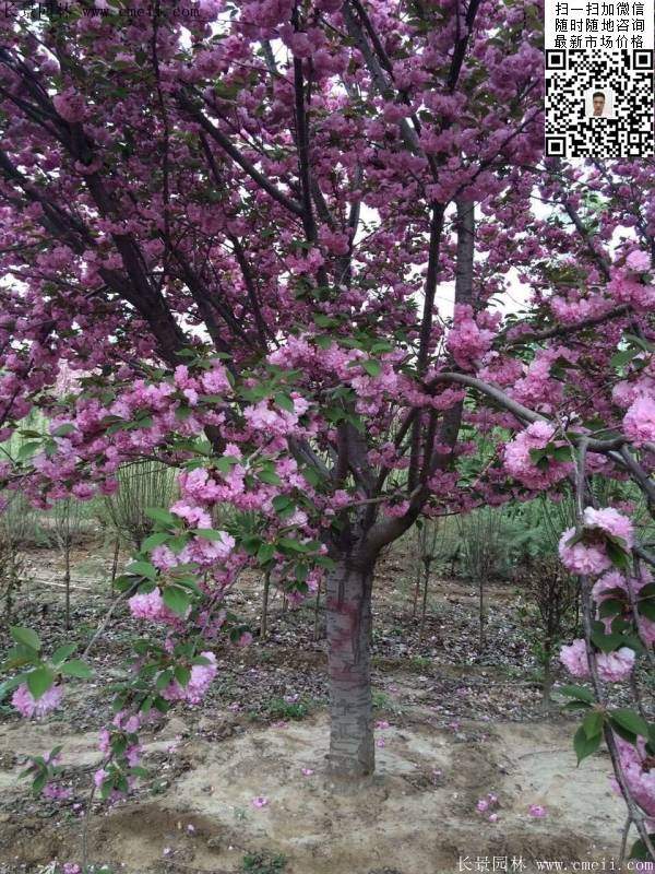 日本樱花图片沭阳日本樱花基地