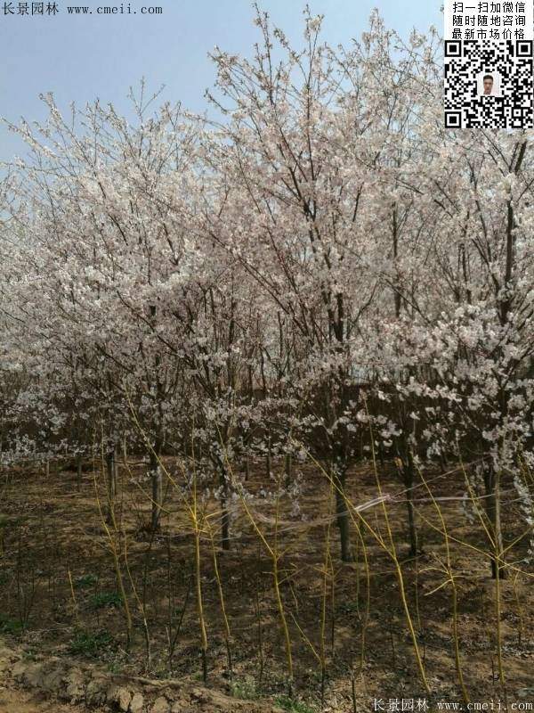 日本樱花图片沭阳日本樱花基地