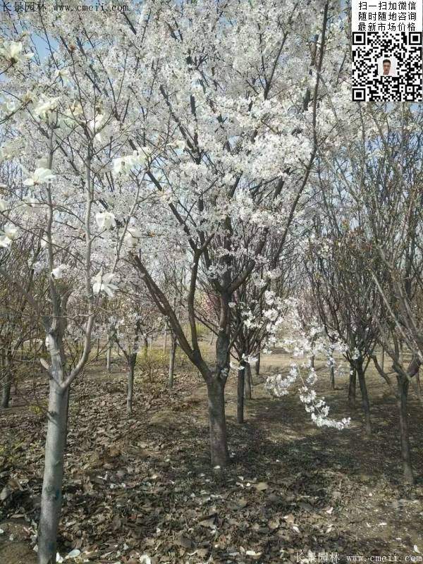 日本樱花图片沭阳日本樱花基地