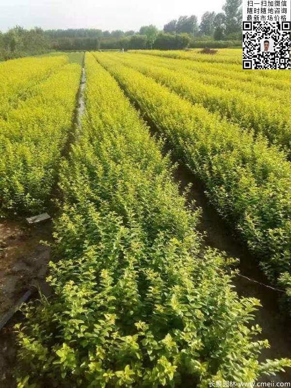 高度30公分40公分50公分金叶女贞苗苗圃现场图片 高度30公分40公分50公分金叶女贞苗苗圃现场图片