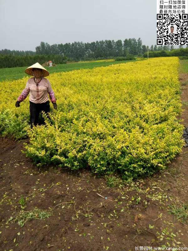 高度30公分40公分50公分金叶女贞苗苗圃现场图片 高度30公分40公分50公分金叶女贞苗苗圃现场图片