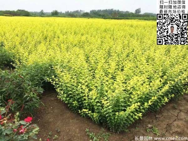 高度30公分40公分50公分金叶女贞苗苗圃现场图片 高度30公分40公分50公分金叶女贞苗苗圃现场图片