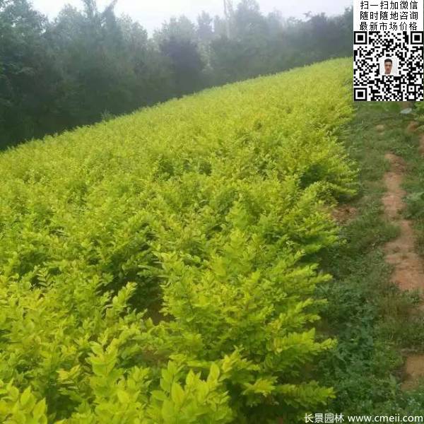 高度30公分40公分50公分金叶女贞苗苗圃现场图片 高度30公分40公分50公分金叶女贞苗苗圃现场图片