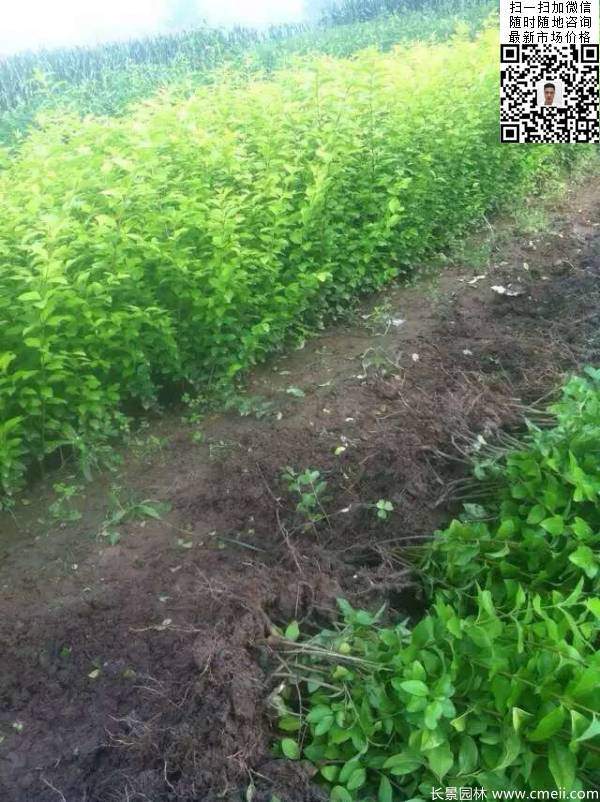 高度30公分40公分50公分金叶女贞苗苗圃现场图片 高度30公分40公分50公分金叶女贞苗苗圃现场图片
