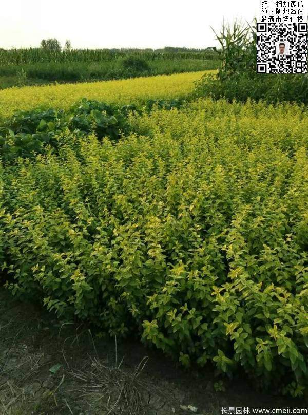 冠幅40公分50公分金叶女贞球图片 冠幅40公分50公分金叶女贞球图片