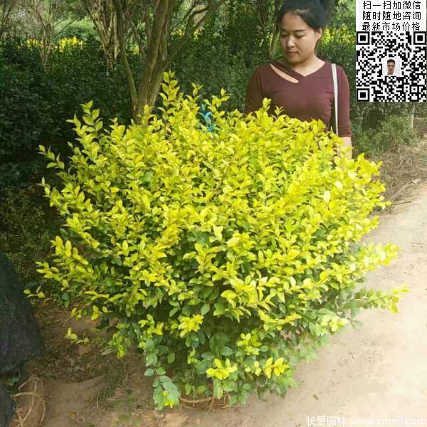 冠幅1米1.2米金叶女贞球精品苗图片