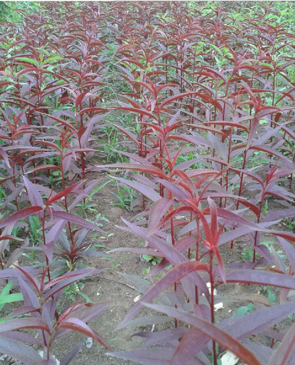 紫叶碧桃小苗--长景园林