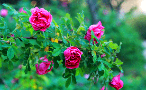 紫枝玫瑰--长景园林