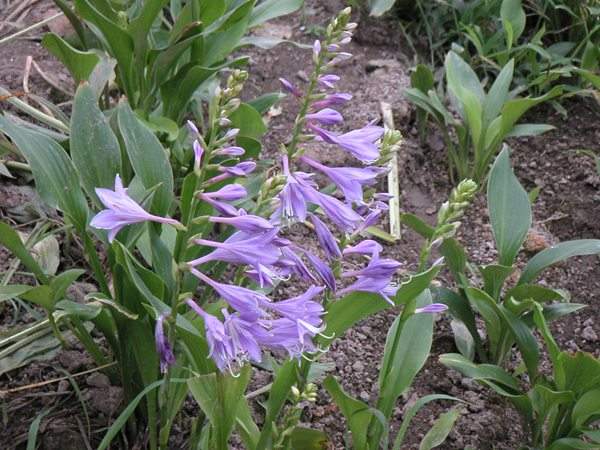 紫萼玉簪基地实拍图片
