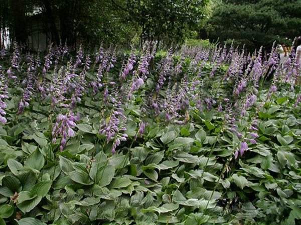 紫花玉簪基地实拍图片