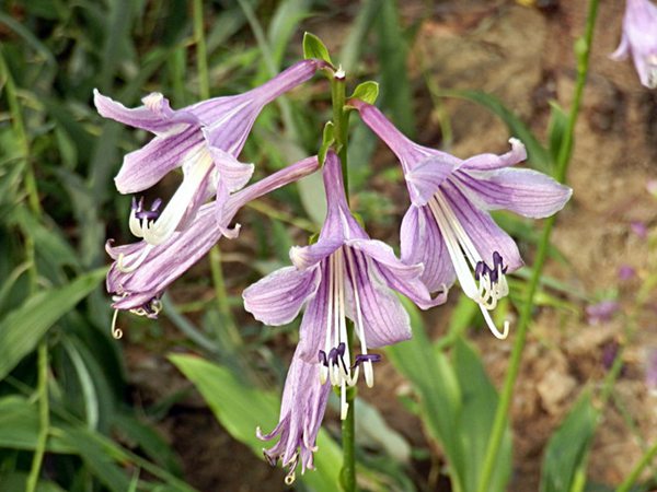 紫花玉簪基地实拍图片