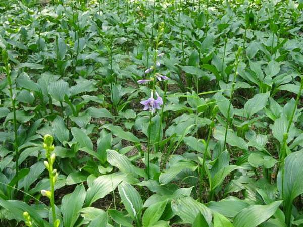 紫花玉簪基地实拍图片