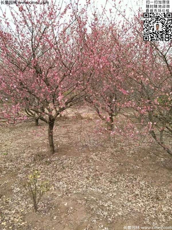红梅花红梅树红梅价格图片