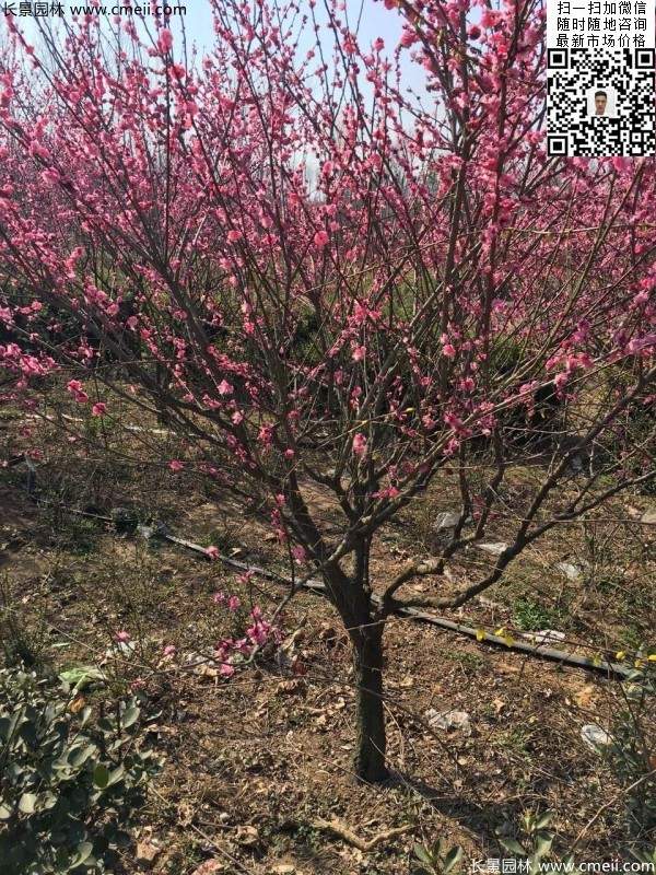 红梅花红梅树红梅价格图片 红梅花红梅树红梅价格图片