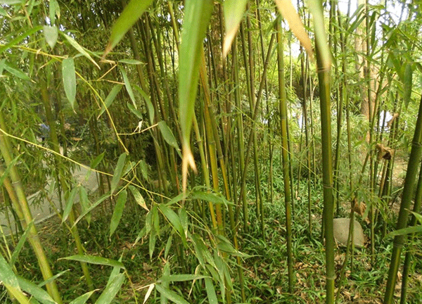 黄槽竹竹苗
