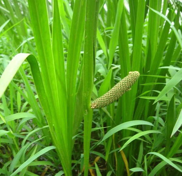 水菖蒲--长景园林