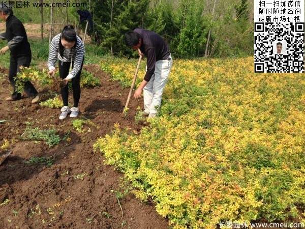 金山绣线菊图片