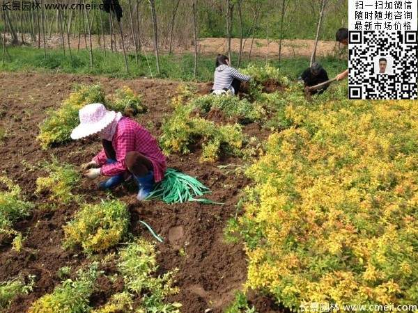 金山绣线菊图片