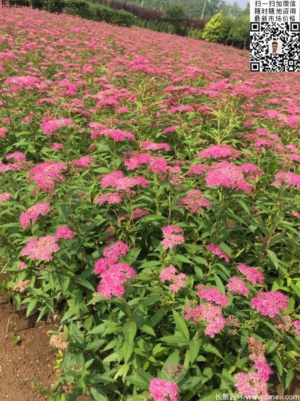 粉花绣线菊基地图片