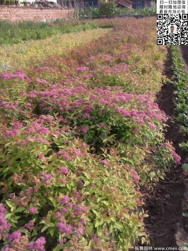 金焰绣线菊基地图片