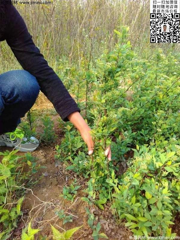 珍珠绣线菊基地图片