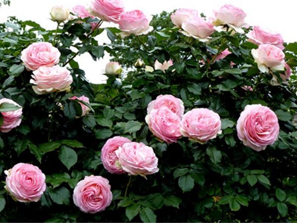 大游行(TPARADE'ROSE DESCRIPTION)