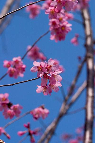 鸡尾樱花