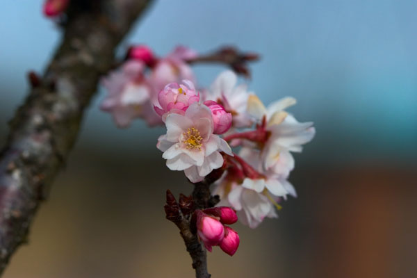河津樱