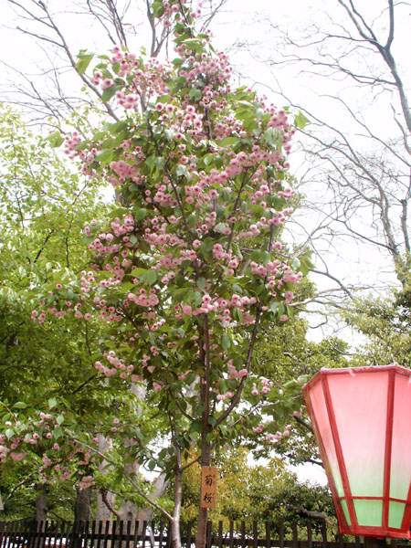 菊樱