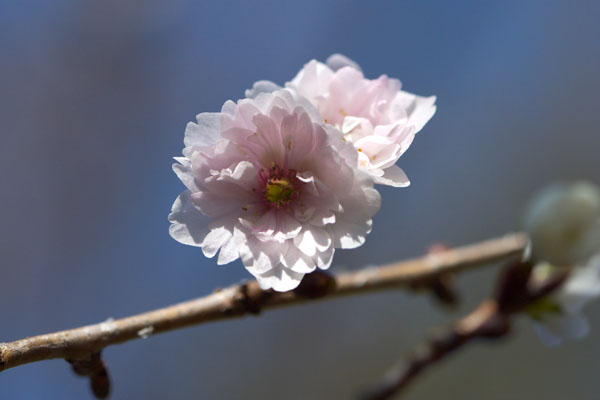 子福樱