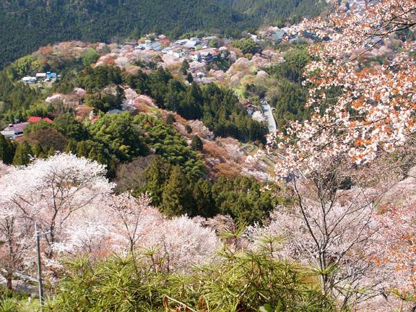 山樱