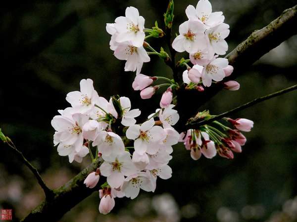 早樱花 早樱花