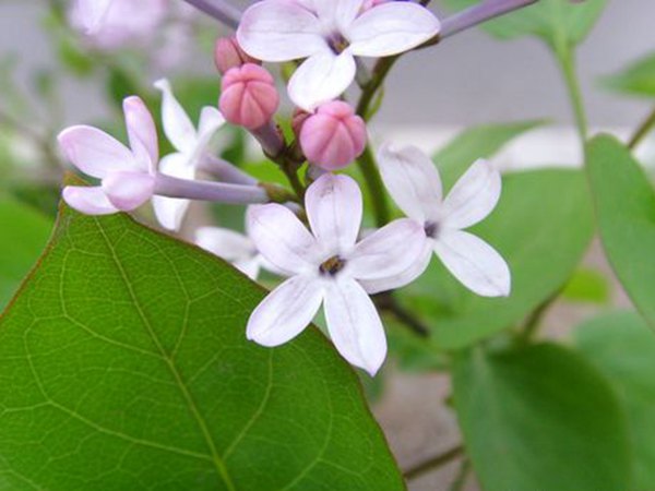 五瓣丁香花